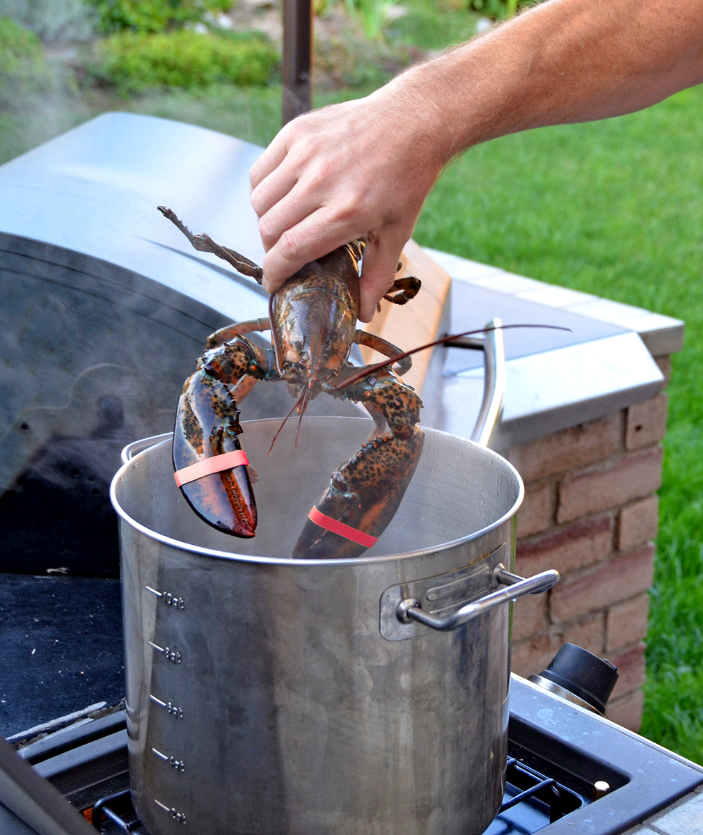 Dropping a lobster in the pot.